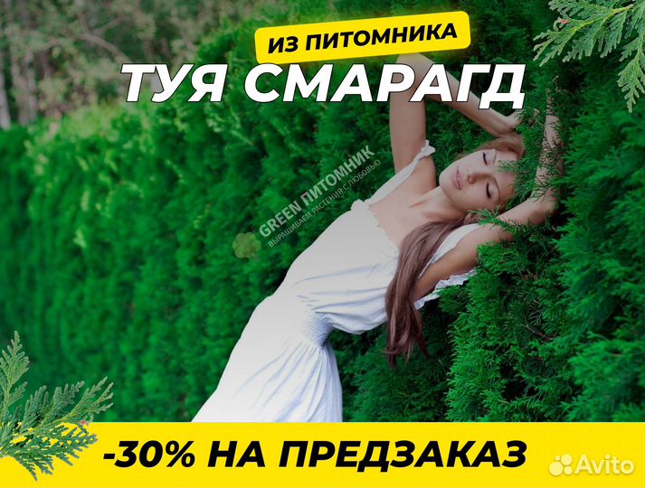 Туя Брабант