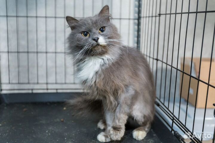 Котик Певун