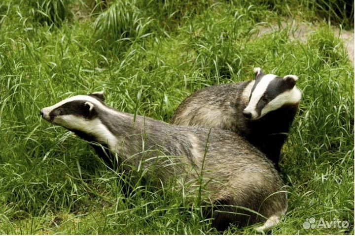 Барсучий жир