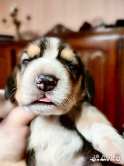 Бигль щенки