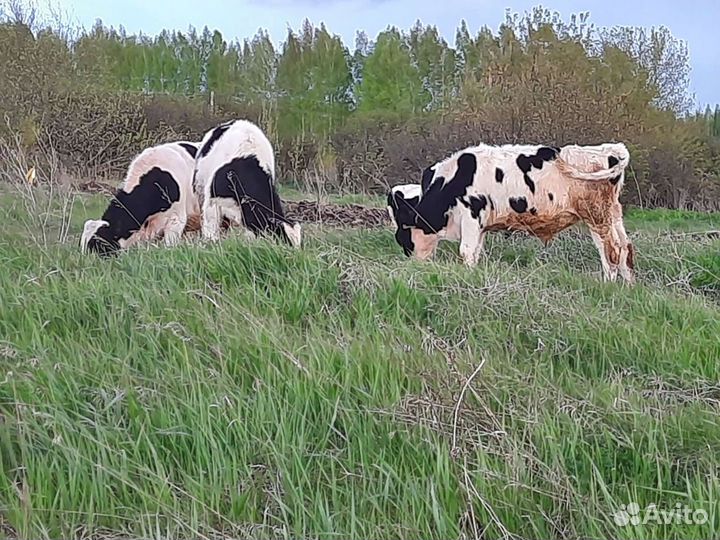 Сементалы 4 месяцев