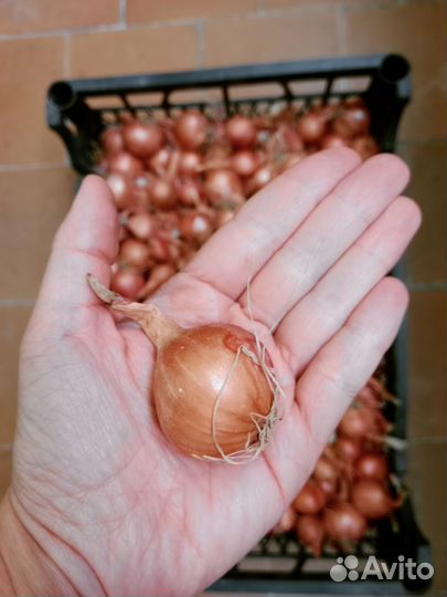 Лук семейный на посадку