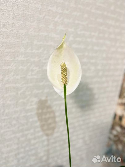 Спатифиллум цветущий