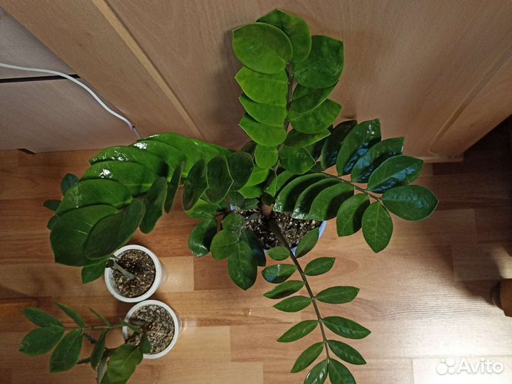 Замиокулькас, фикус