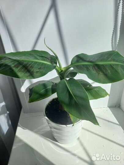 Банан Кавендиш