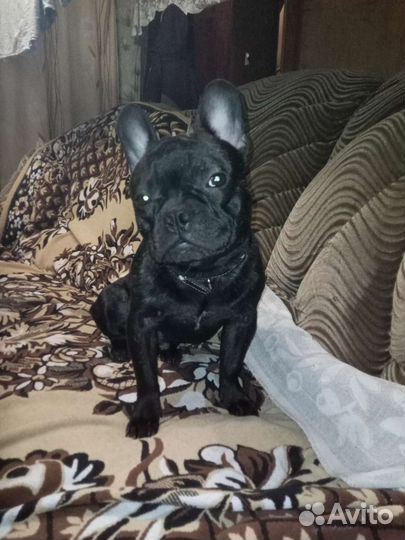 Вязка. французский бульдог, хаска