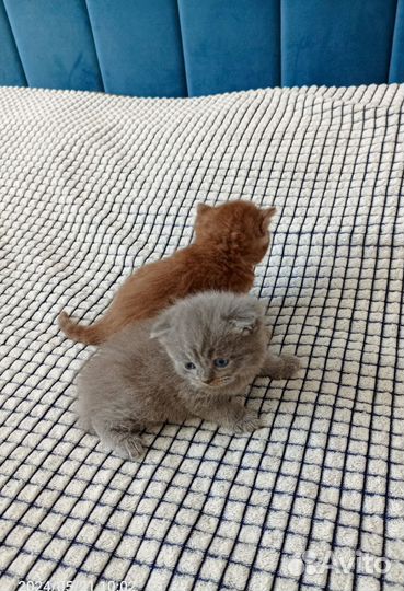 Шотландские котята