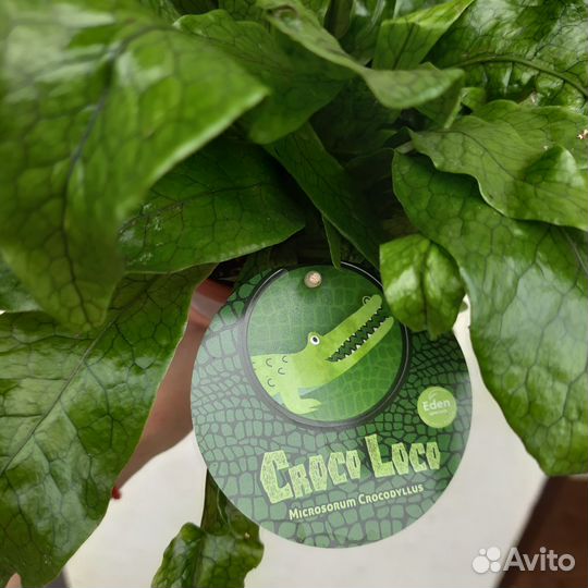 Папоротник Микросорум Крокодайл