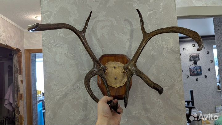 Рога