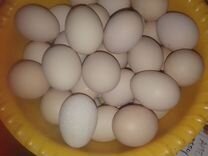 Яйца куринные домашние