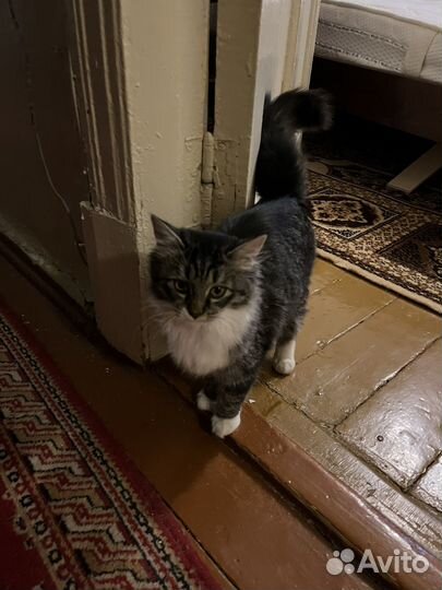 Кошка