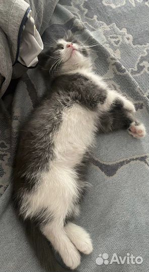 Котенок