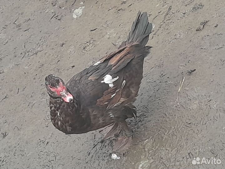 Мускусные утки на мясо,племя