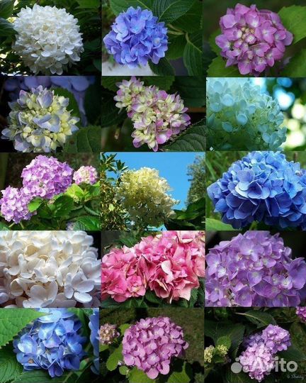 Гортензия крупнолистная ремонтантная