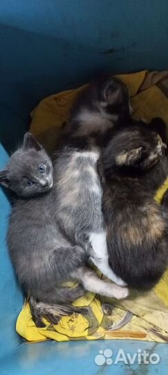 Котята в добрые руки