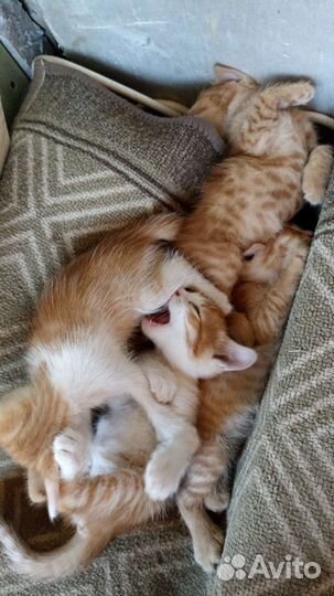 Кошка в дар бесплатно