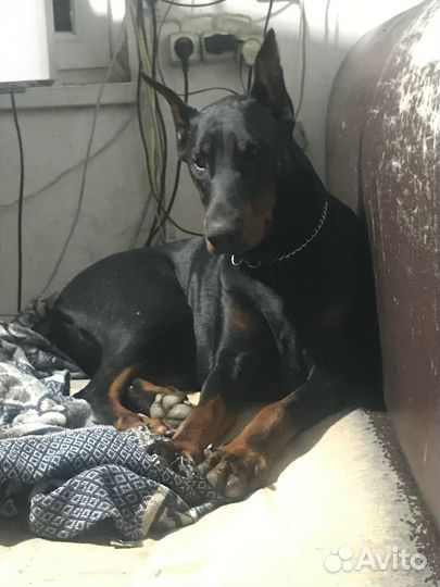 Щенки добермана