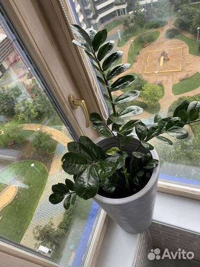 Замиокулькас