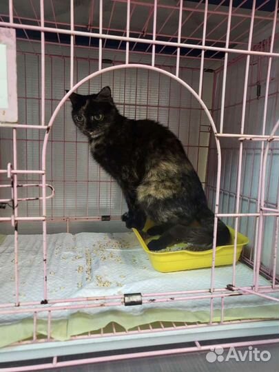 Спокойная и ласковая кошечка в добрые руки