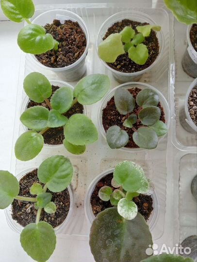 Фиалка детки и укорененные листы с детками