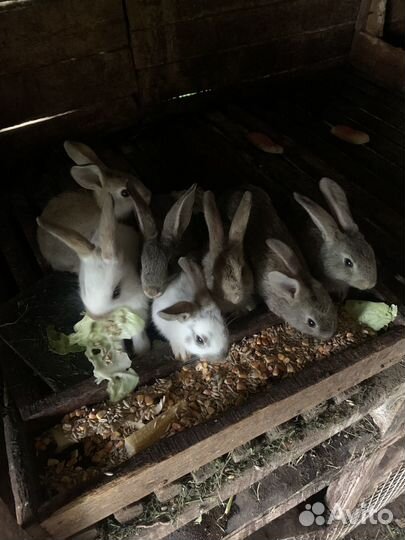 Кролики