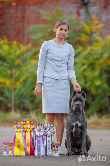 Хендлер, Кинолог, дрессировка собак с проживанием