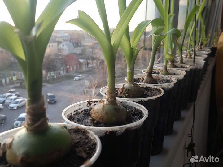 Индийский лук, Птицемлечник