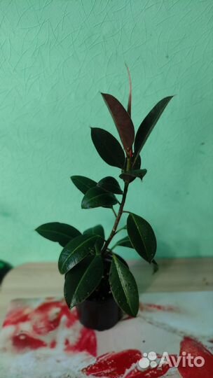 Фикус каучуконосный