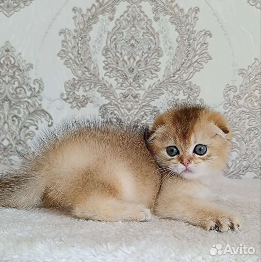 Золотой мальчик
