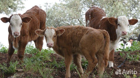Бычки молодняк от 1 месяца до 10 месяцев