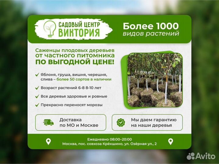 Саженцы плодовых растений, доставка, гарантия