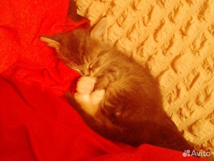 Котята отдам бесплатно