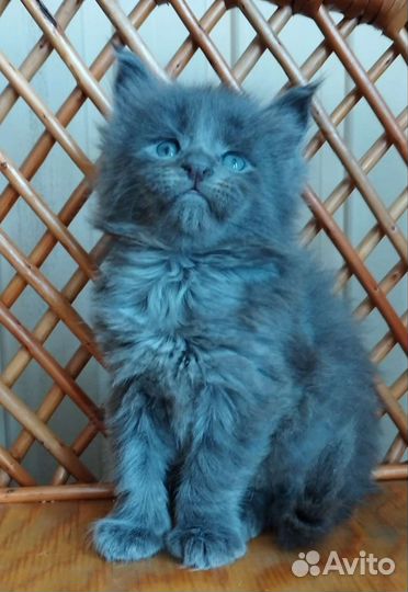 Котята мейн кун