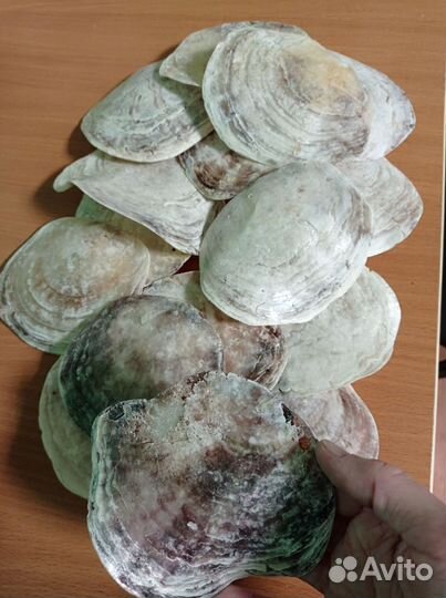 Морские ракушки раковины