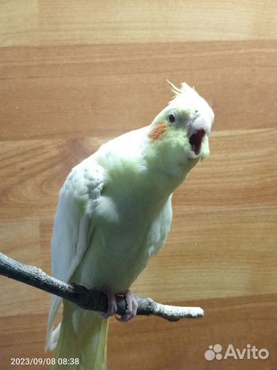 Попугай корелла мальчик