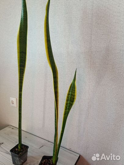 Сансиеверия лауренти