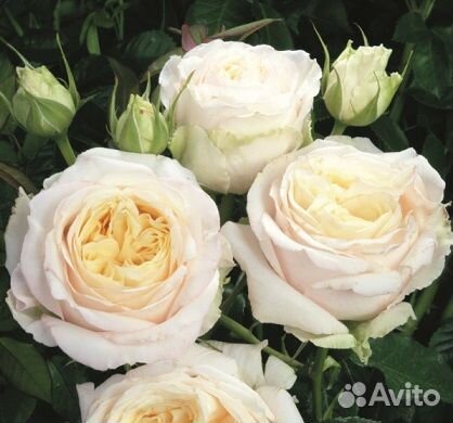 Саженцы роз двухлетние