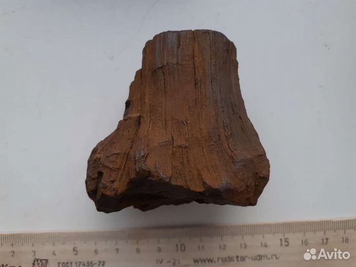 Окаменелое дерево