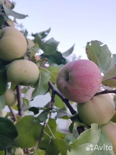 Яблоки сок яблочный