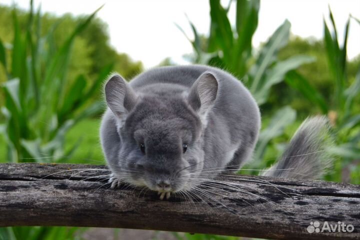 Фиолетовый бархат нс,на