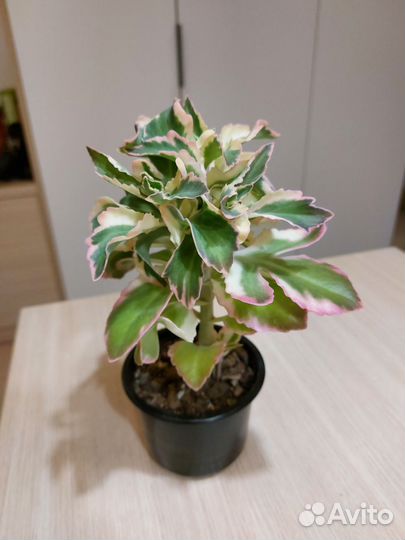 Каланхоэ вариегатное