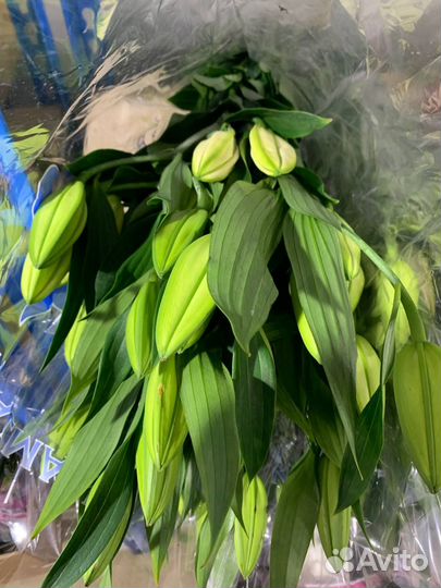 Срезка лилии оптом