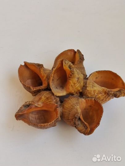 Ракушка морская большая