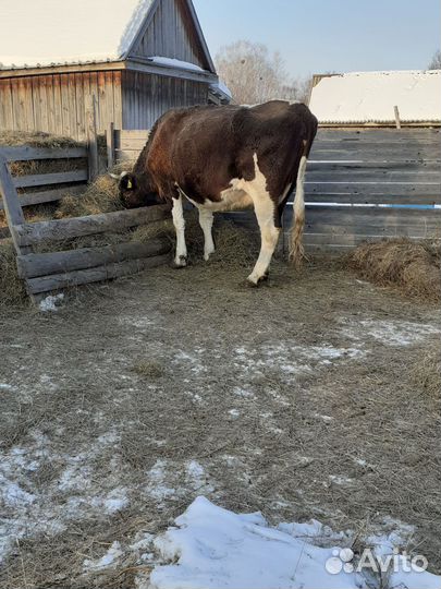 Корова стельная