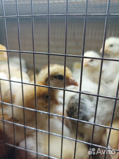 Петушки 2,3,4-хмесячные