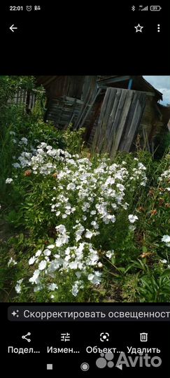 Невеста садовая