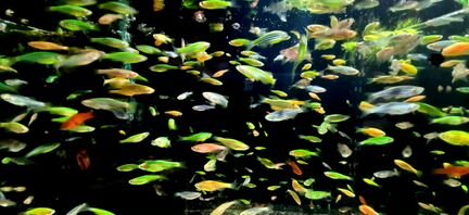 Аквариумные рыбки данио,тернеция,гуппи,пецилия