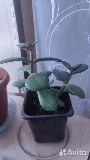 Суккуленты, толстянка денежное дерево