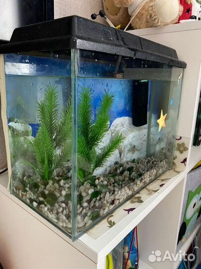Аквариум