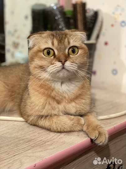Шотландская вислоухая